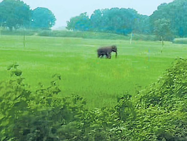 गजराज का आतंक : पलामू के भंटवलिया गांव में जंगली हाथी ने खदेड़ा, तो टावर पर चढ़कर बचाई जान|रांची,Ranchi - Dainik Bhaskar