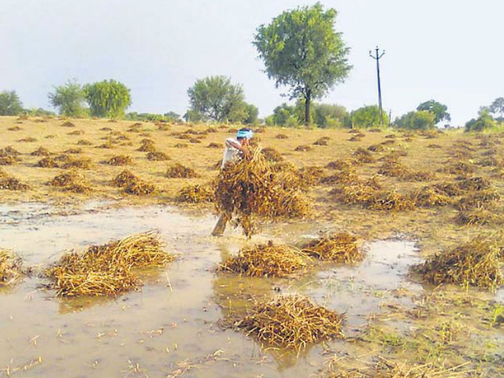 Heavy damage to crops in 11 districts due to flood