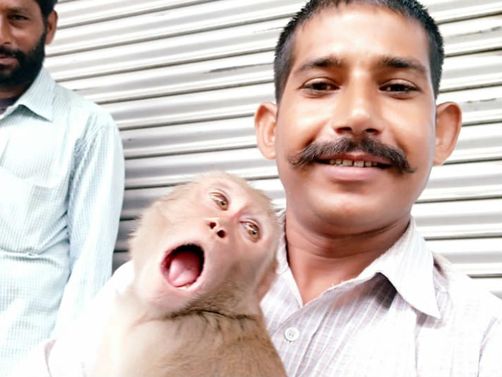 up news pilibhit story of monkey who sought to famous after sitting ...