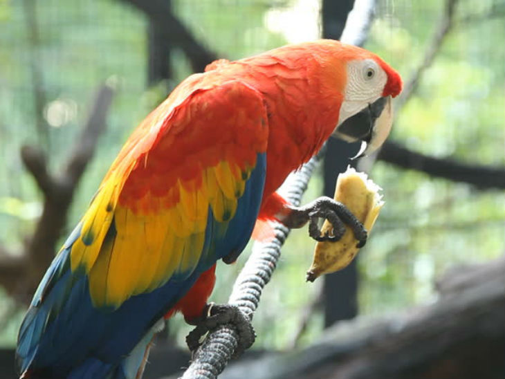 तोते बारबार इतना अधिक खाने का सामान क्यों फेंकते हैं? Why do parrots