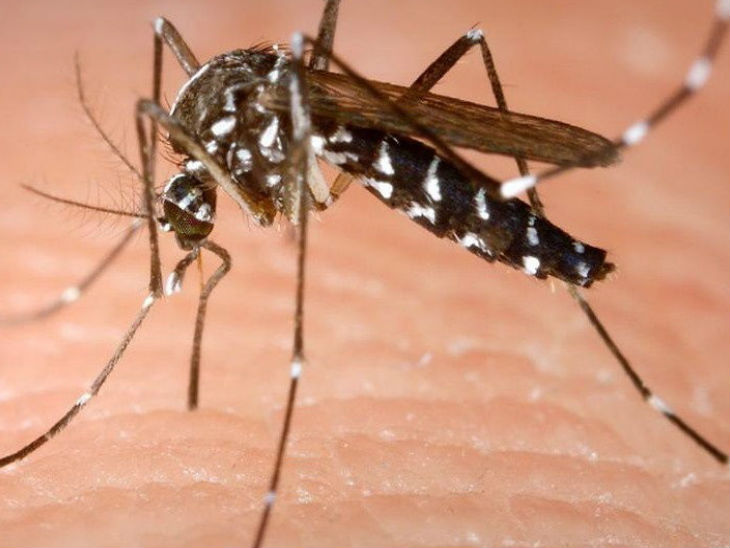 डेंगू के 400 मरीजों का पता और मोबाइल नंबर गलत; न लार्वा सर्वे हो पा रहा, न फाॅगिंग|भोपाल,Bhopal - Dainik Bhaskar