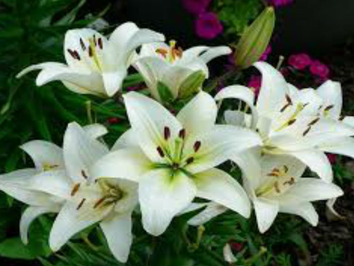 ???????????? ?????? ????????? ?????? ???????????? ?????? ????????? ???????????? ????????????????????????????????? ?????? ???????????? ?????????????????? Extracts