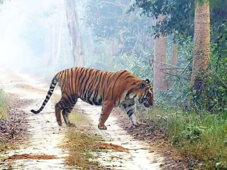 बहराइच में बाघ ने युवक पर किया हमला, धड़ से अलग मिला सिर; ग्रामीणों में आक्रोश|लखनऊ,Lucknow - Dainik Bhaskar