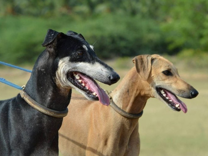 देश में पहली बार देखने को मिलेगा इंडियन ब्रीड के डॉग्स का रैंप शो|जयपुर,Jaipur - Dainik Bhaskar