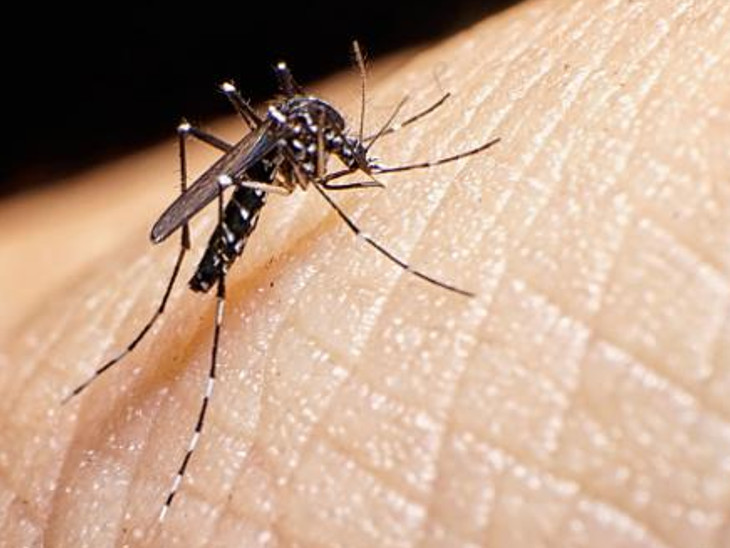 20 माह पहले डेंगू ‘नोटिफाइड डिजीज’ घोषित.... जेके लोन में हो रही पुरानी तकनीक से जांच|जयपुर,Jaipur - Dainik Bhaskar