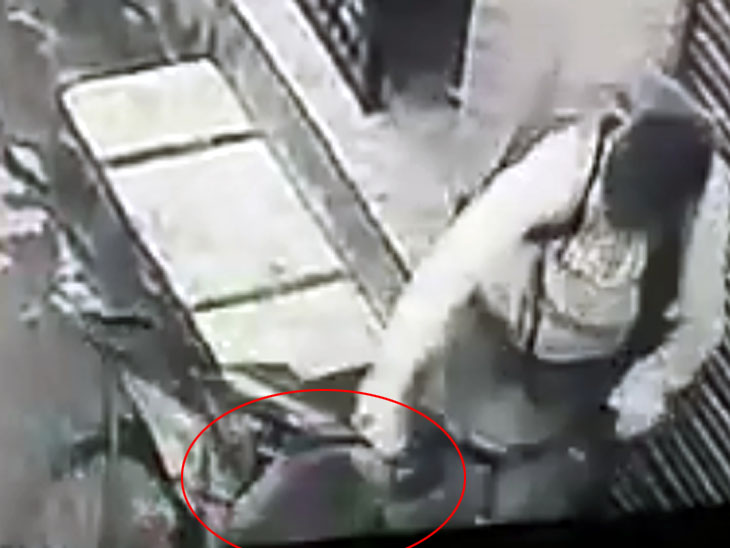 जालंधर में पिटबुल कुत्ते ने बच्चे की टांग नोची, 10 मिनट बाद बच्चे ने जबड़ा पकड़ खुद को छुड़ाया|जालंधर,Jalandhar - Dainik Bhaskar