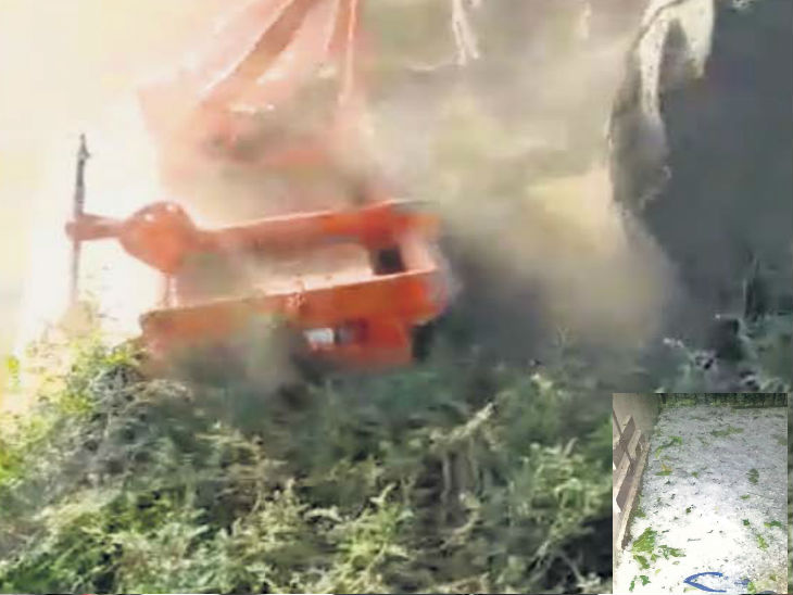 बेमौसम बारिश और ओले से पकी फसलें बर्बाद, किसानों ने ट्रैक्टर चलाया; आज भी बौछारें संभव|रायपुर,Raipur - Dainik Bhaskar