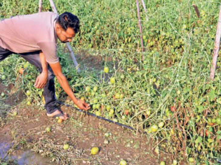 मौसम में आए इस बदलाव से रबी की खड़ी फसल बर्बाद, किसानों की मुसीबत बढ़ी|रायपुर,Raipur - Dainik Bhaskar