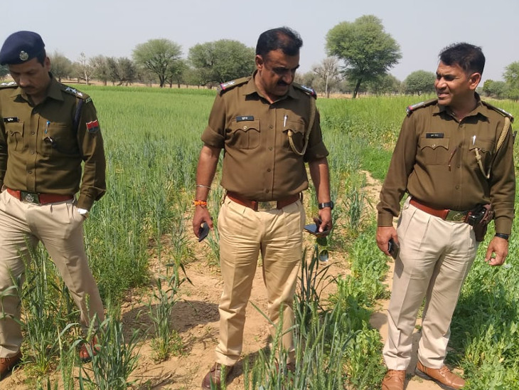 गेहूं व सरसों के बीच अवैध रुप से अफीम की खेती करने वाला किसान गिरफ्तार, अफीम के 24 हजार पौधे बरामद|जयपुर,Jaipur - Dainik Bhaskar