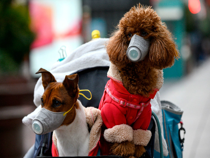 अब तक 13 मामले: आगरा में 6 मरीज पॉजिटिव, 200 यात्रियों को ले जा रही विएना-दिल्ली फ्लाइट में भी एक संक्रमित व्यक्ति सवार था|देश,National - Dainik Bhaskar