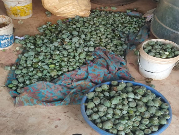 अफीम की खेती करने वाले दो किसान गिरफ्तार, लगभग 80 हजार नशीले पौधे बरामद|जयपुर,Jaipur - Dainik Bhaskar