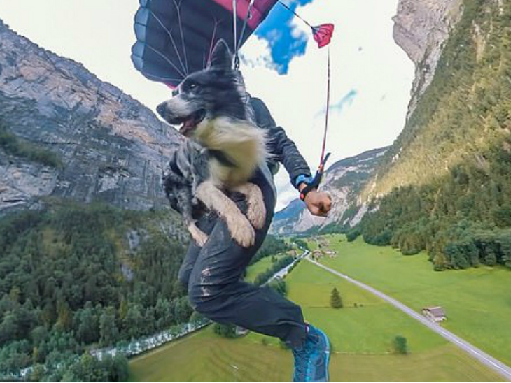 मालिक के साथ कुत्ते ने 2300 फीट ऊंची चट्‌टान से 41वीं जम्प लगाई, पैराशूट से सेफ लैंडिंग की| - Dainik Bhaskar