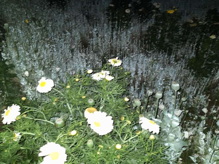 गेहूं की फसल के बीच अफीम की अवैध खेती कर रहा किसान गिरफ्तार, 73 हजार 642 अफीम के पौधे जप्त|जयपुर,Jaipur - Dainik Bhaskar