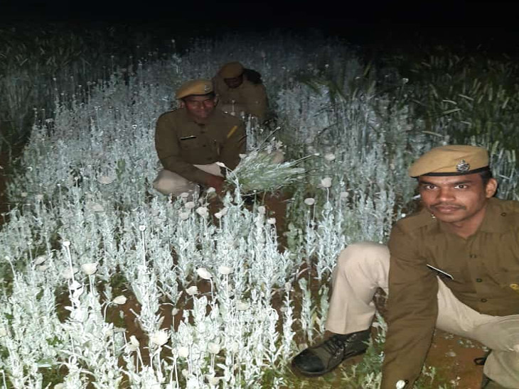 गेहूं की फसल के बीच अफीम की अवैध खेती कर रहा किसान गिरफ्तार, 73 हजार 642 अफीम के पौधे जप्त|जयपुर,Jaipur - Dainik Bhaskar