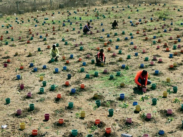 प्रत्येक पौधे के साथ 5 लीटर क्षमता वाली बाल्टियां लगाई गई हैं। - Dainik Bhaskar