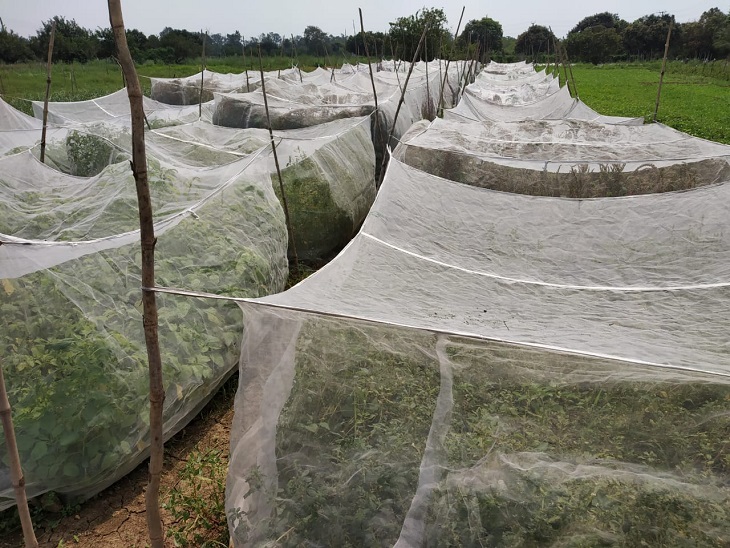 रायपुर स्थित इंदिरा गांधी कृषि विवि में रिसर्च के लिए लगाई गई चौलाई भाजी को क्रास ब्रीडिंग से बचाने के लिए नेट से कवर किया गया। - Dainik Bhaskar