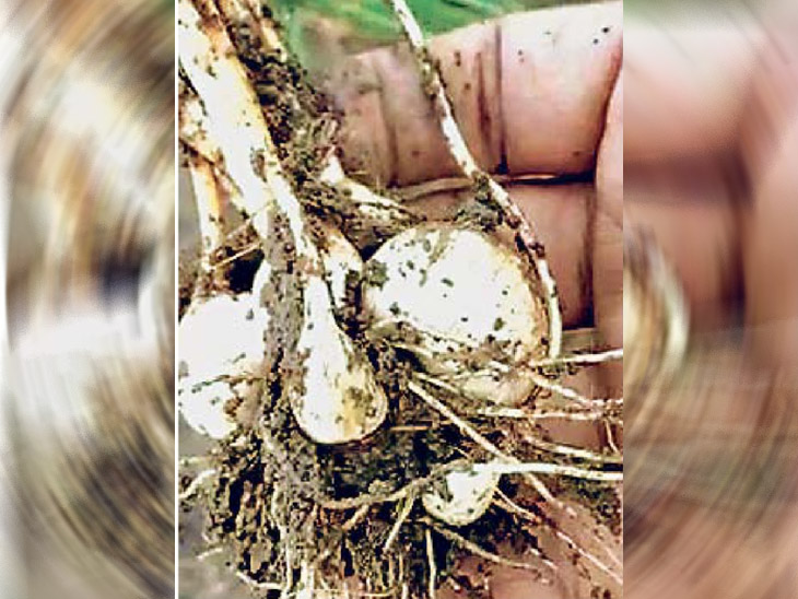 प्रतीकात्मक तस्वीर। - Dainik Bhaskar