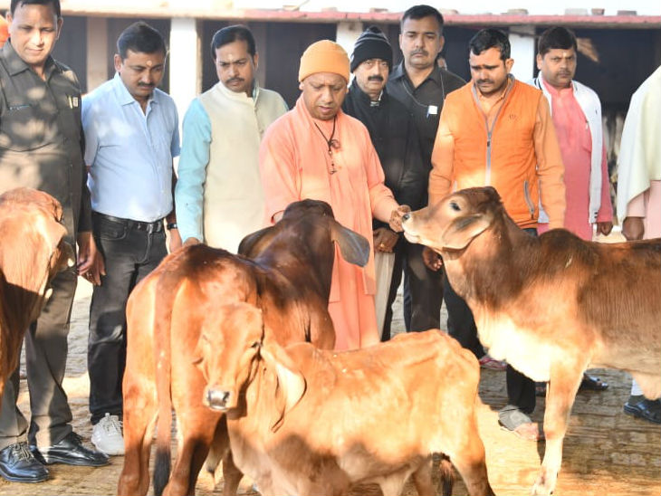 सीएम योगी ने गोरखनाथ मंदिर में किया रुद्राभिषेक, गायों संग गुजारा वक्त, प्रदेशवासियों को होली की शुभकामनाएं दी|गोरखपुर,Gorakhpur - Dainik Bhaskar