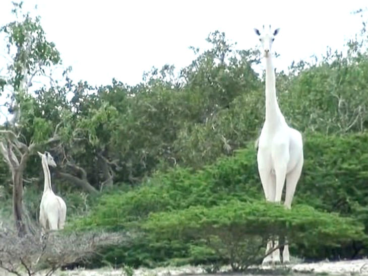 ये जिराफ बिना फेंसिंग वाले इलाके में रहते थे। इससे इनकी सुरक्षा को खतरा बना रहता था। - Dainik Bhaskar