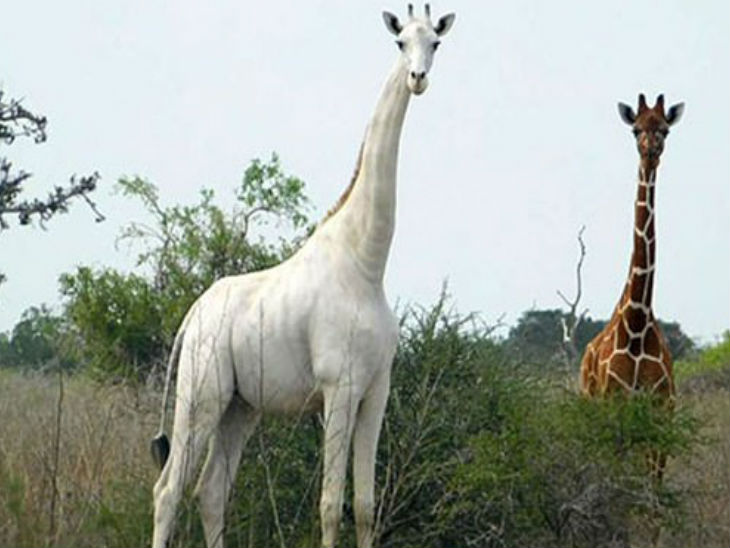 इस नस्ल का सिर्फ एक जिराफ बचा है।