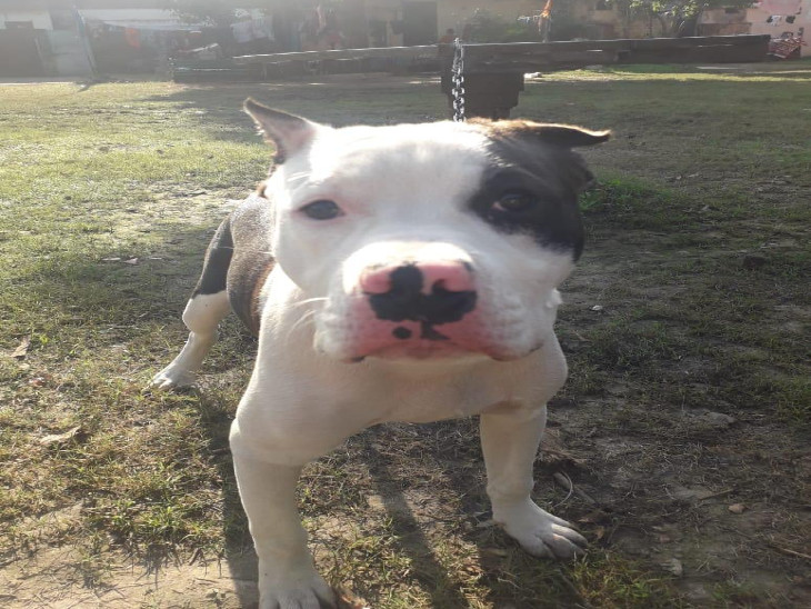 कपूरथला की युवती को पिटबुल कुत्ते ने काटा, जीएमएसएच -16 अस्पताल में उपचार के बाद छुट्‌टी|चंडीगढ़,Chandigarh - Dainik Bhaskar