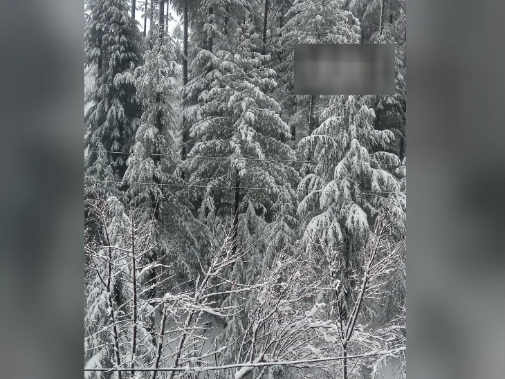मंढोल: पेड़ भी बर्फबारी के बाद कुछ यूं दिखने लगे।