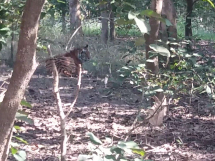 शव के पास बैठा था बाघ। - Dainik Bhaskar