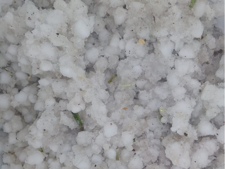 श्रीगंगानगर में लगातार दूसरे दिन मौसम की मार, ओलों से गेहूं-सरसों की फसल चौपट|जयपुर,Jaipur - Dainik Bhaskar