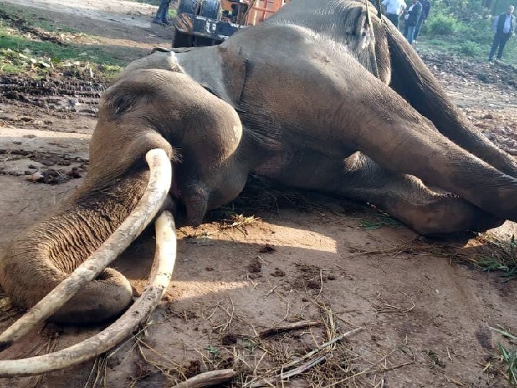 जैविक उद्यान में सम्राट का शव। - Dainik Bhaskar