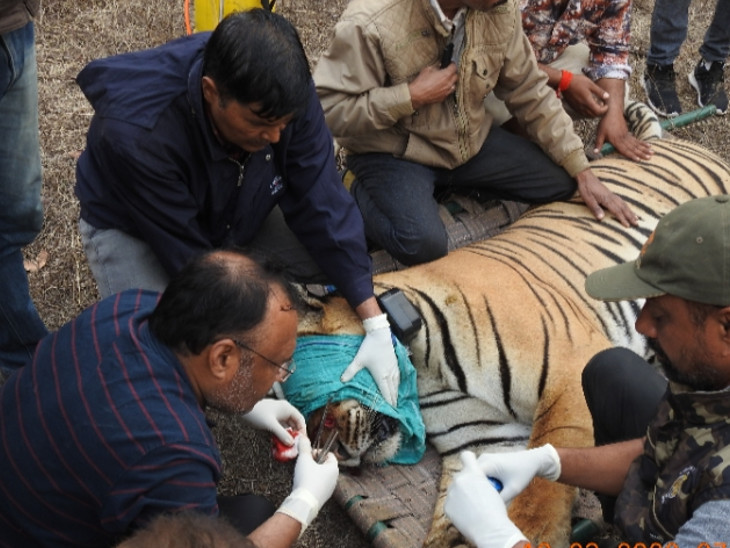 बाघ का ऑपरेशन करते  डाक्टर। - Dainik Bhaskar