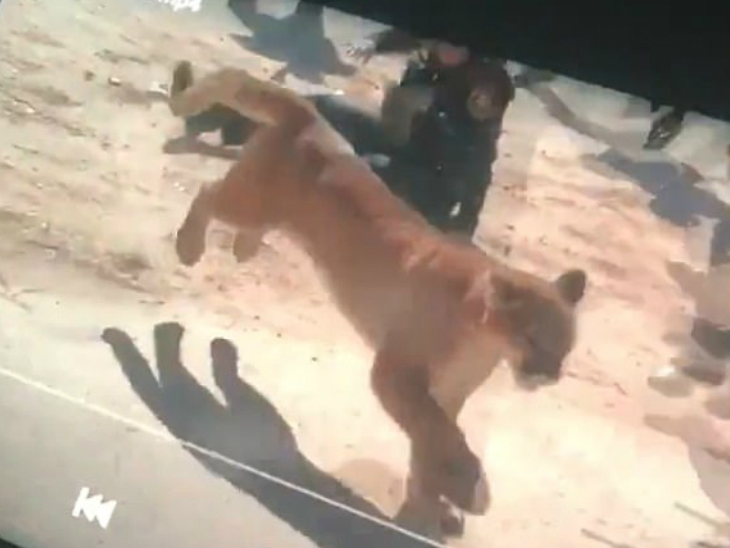 6 फीट लंबे हमलावर माउंटेन लॉयन से खाली हाथ भिड़ी महिला सुरक्षाकर्मी, लोगों ने कहा-हीरो|विदेश,International - Dainik Bhaskar