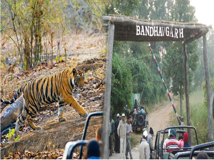 बांधवगढ़ टाइगर रिजर्व में कोराना वायरस को लेकर ओरिएंटेशन; रिसॉर्ट प्रबंधकों, जिप्सी संचालकों, टूरिस्ट गाईड्स दी गई बचाव की जानकारी|जबलपुर,Jabalpur - Dainik Bhaskar