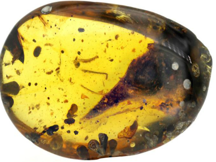 दुनिया के सबसे छोटे पक्षीनुमा डायनासौर का अवशेष खोजा, यह 990 लाख साल पुराना है| - Dainik Bhaskar