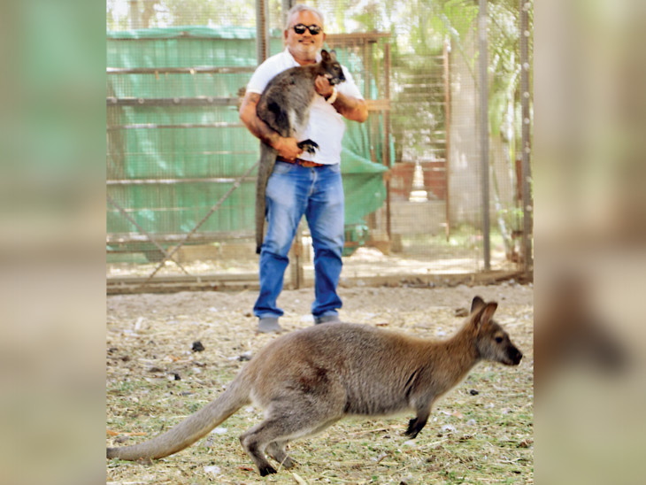 दिलीप भाई तंती के फार्म हाउस में कंगारू। - Dainik Bhaskar