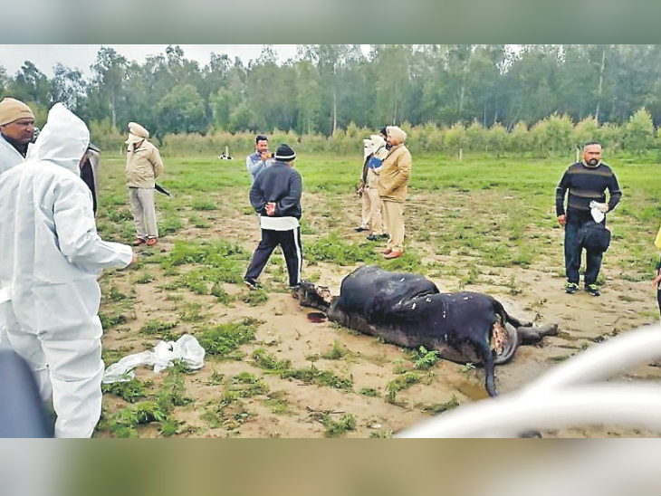 होशियारपुर के एक गांव में खेत में मृत पड़ी गाय, जांच करते अधिकारी। - Dainik Bhaskar