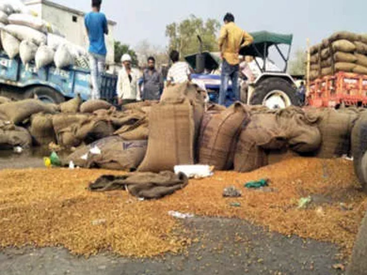 रबी सीजन की आवक शुरू होने के बावजूद चना, मैथी, रायड़ा जैसी सीजनल उपज की आवक 200 से 700 बोरी के बीच है। - Dainik Bhaskar
