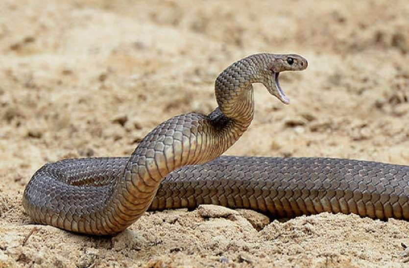 The fatherson who killed a couple of cobra snakes in jail sent to jail