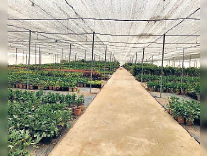 The country's largest nursery started at IGI Airport हवाई अड्डा