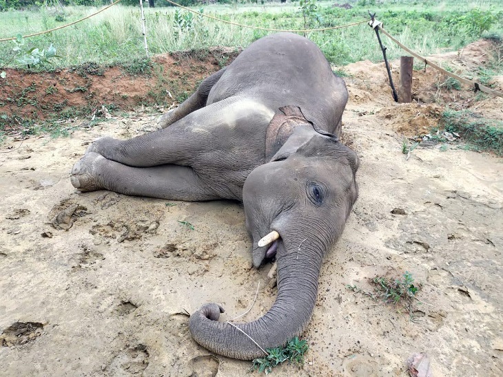 तस्वीर रायगढ़ के धरमजय गढ़ इलाके में मारे गए हाथी की।हाथी फसलों को नुकसान न पहुंचाए इस वजह से कई बार साजिश के तहत उन्हें मार दिया जाता है। इन बिंदुओं पर भी जांच की जा रही है।