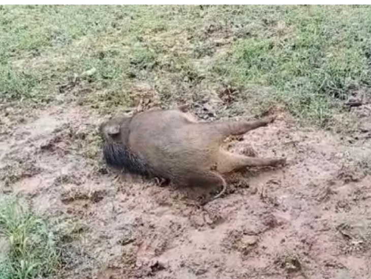 तस्वीर घटना स्थल की है। यहां जंगली सुअर की भी करंट से मौत हो गई।