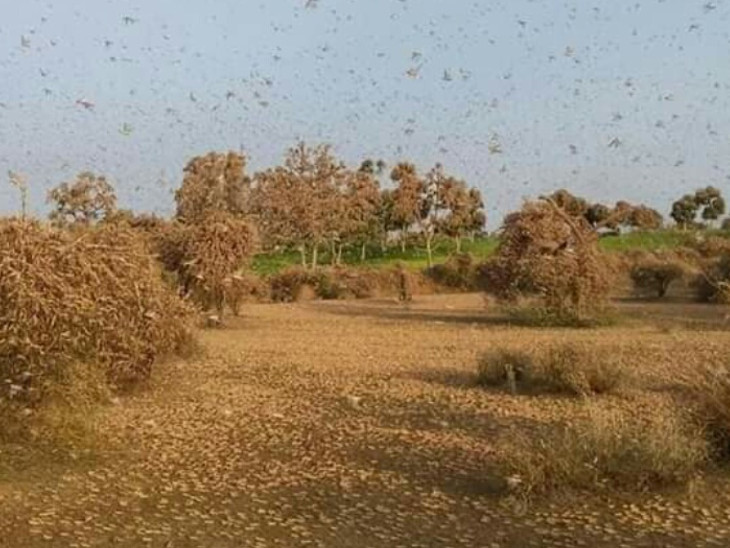 Locust Attack (Tiddi Dal) In Rajasthan Chomu Today Latest News Updates ...