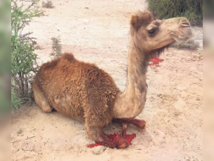 Kerala-like cruelty in Sajansar: the camel's feet cut off with an ax when entering the field