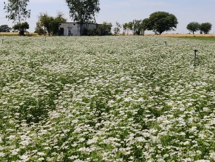 Entrepreneur success story : Studied in IIT Bombay but did not make a resume for the job, today earning Rs 9 lakh a year from organic farming | आईआईटी बॉम्बे से पढ़ाई की, लेकिन नौकरी के लिए रिज्यूम भी नहीं बनाया, आज ऑर्गेनिक फार्मिंग से सालाना 9 लाख रु कमा रहे