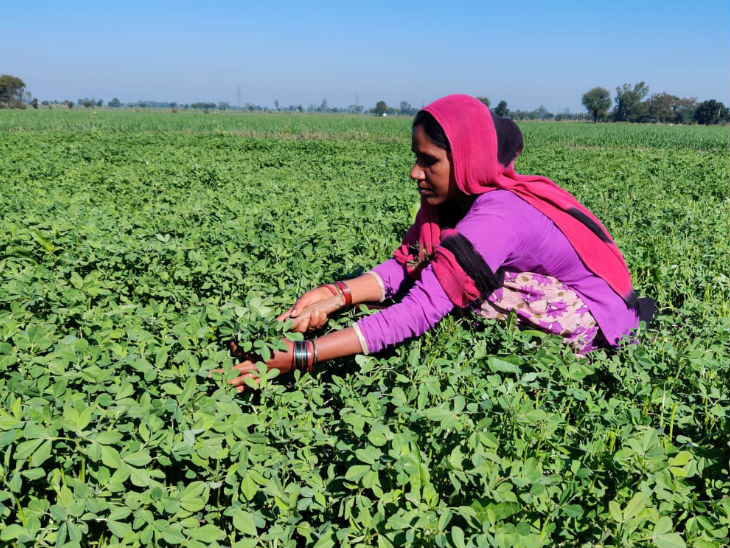 Entrepreneur success story : Studied in IIT Bombay but did not make a resume for the job, today earning Rs 9 lakh a year from organic farming | आईआईटी बॉम्बे से पढ़ाई की, लेकिन नौकरी के लिए रिज्यूम भी नहीं बनाया, आज ऑर्गेनिक फार्मिंग से सालाना 9 लाख रु कमा रहे