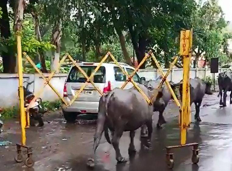 भैंस काफी दूर तक बैरिकेड लेकर चली गई। कुछ युवाओं ने भैंस में बैरिकेड को निकाला।