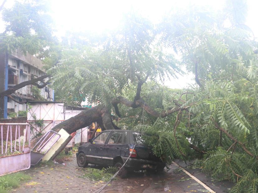 रोहित नगर में भारी बारिश के चलते पेड़ कार पर गिर गया।