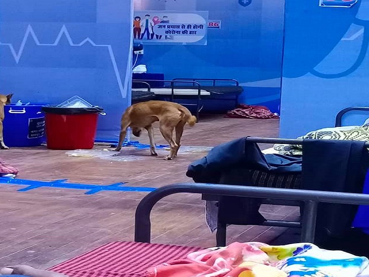 फोटो रायपुर के इंडोर स्टेडियम की है, तस्वीर में नीले डस्टबिन की तरफ ध्यान देंगे तो दूसरा कुत्ता भी दिखेगा, बेड पर लेटे हुए एक मरीज से इस तस्वीर क्लिक किया है।