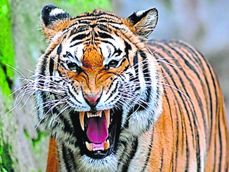 बाघ प्रेमियों के लिए 1 अक्टूबर से खुल रहा रणथंभौर और सरिस्का