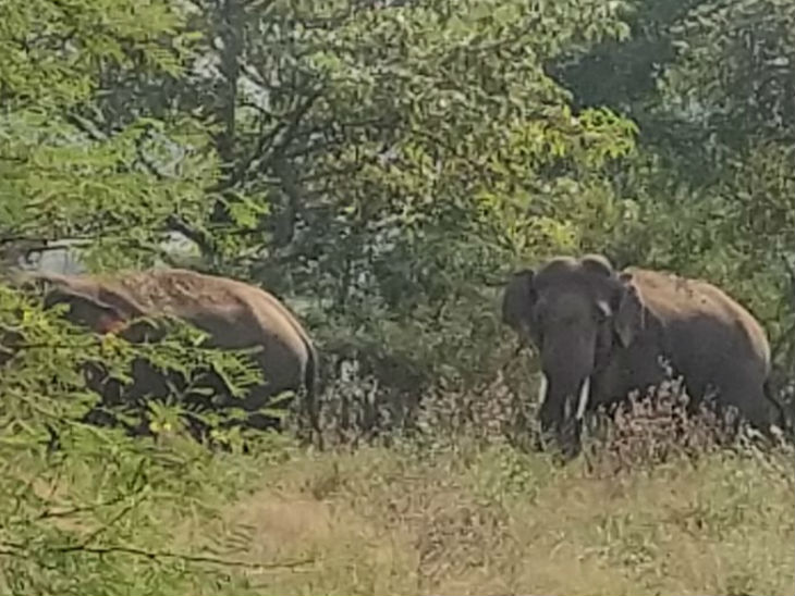 बुधवार को बरगी में दिखे तो दोनों हाथी