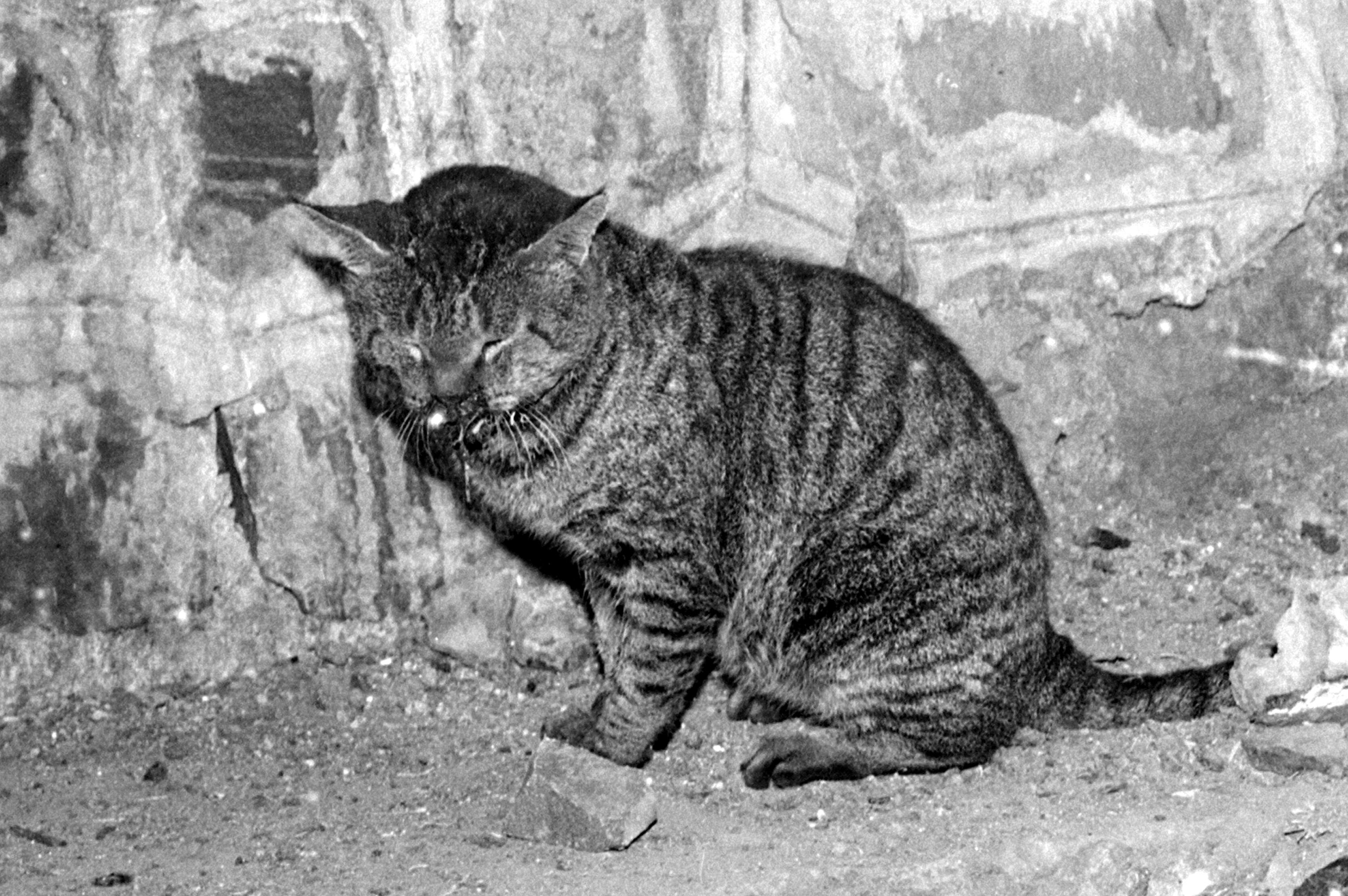 जहरीली मिथाइल आइसोसाइनेट गैस ने इंसान के साथ जानवरों को भी नहीं बख्शा। फैक्ट्री के बाहर बैठी बिल्ली जिसकी आंखों में गैस लगी। उसने फैक्ट्री की दीवार के बाहर बैठे-बैठे ही दम तोड़ दिया।